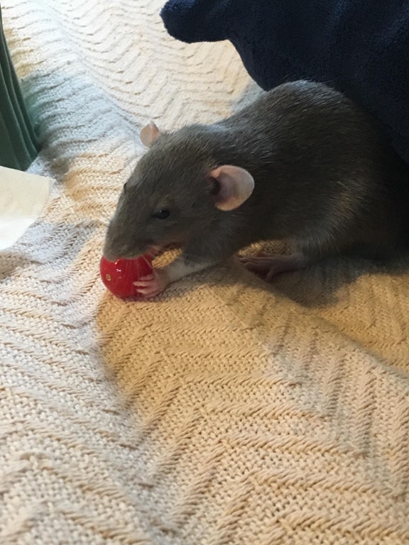 Ces petites mains d'animaux vous ferons craquer