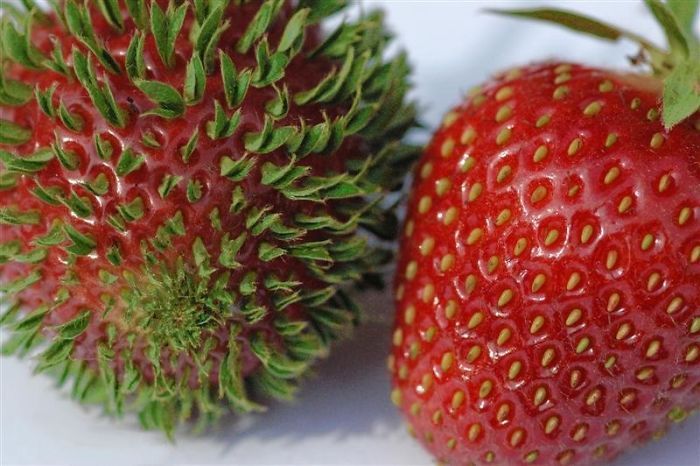 Estas fotos muestran lo que sucede cuando las frutas y las verduras comienzan a brotar a casa temprano