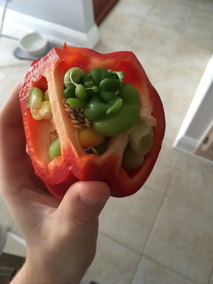 Estas fotos muestran lo que sucede cuando las frutas y las verduras comienzan a brotar a casa temprano