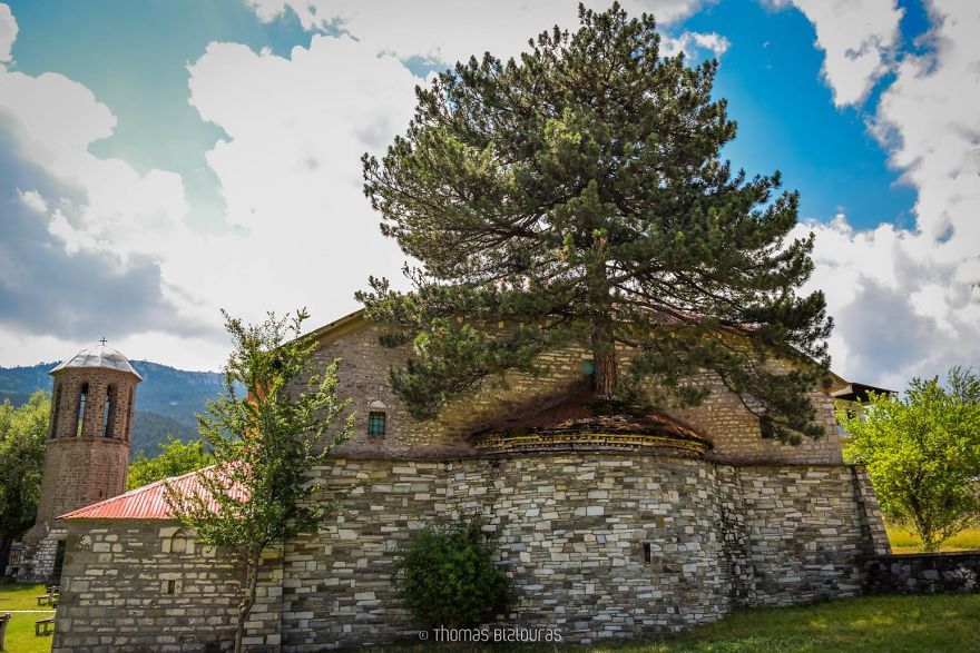 Il trouve un arbre  de  plus de  100  ans dans une glise en Gr ce