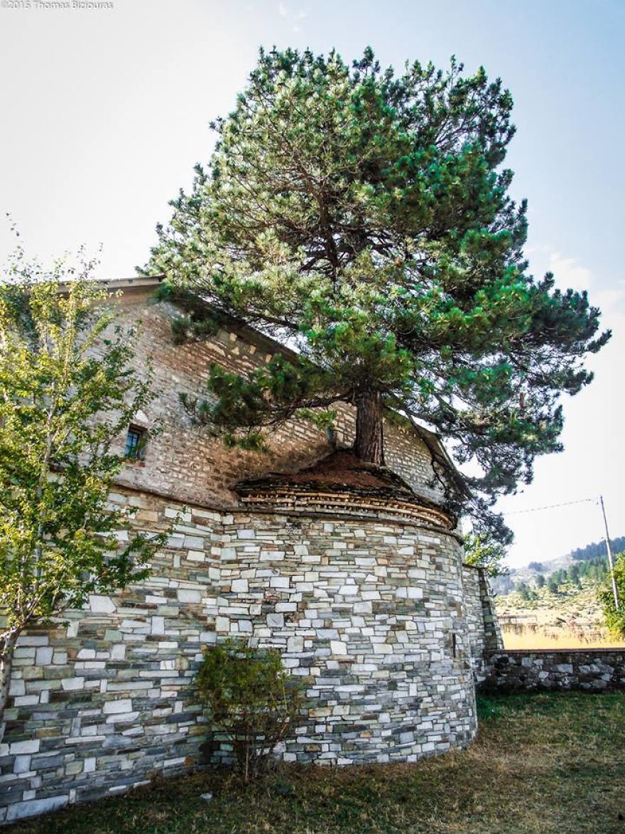 Il trouve un arbre  de  plus de  100  ans dans une glise en Gr ce