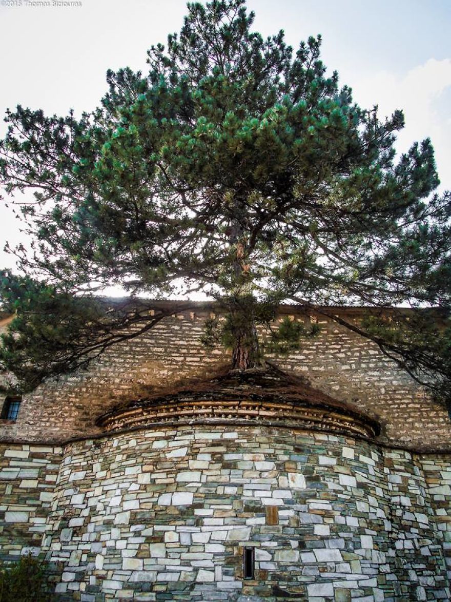 Il trouve un arbre  de  plus de  100  ans dans une glise en Gr ce