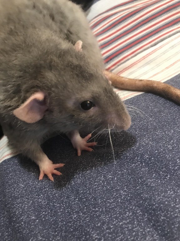 Ces petites mains d'animaux vous ferons craquer