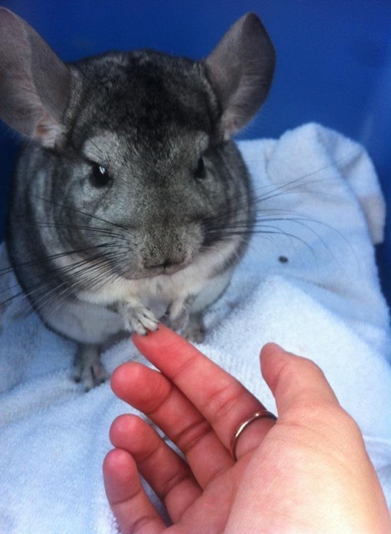 Ces petites mains d'animaux vous ferons craquer