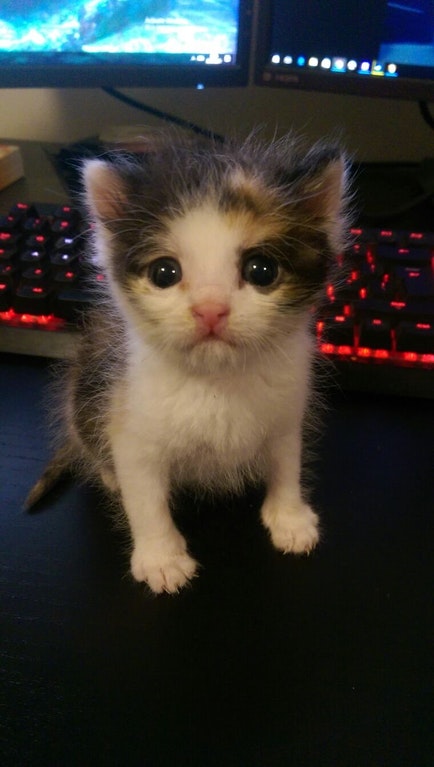 Ces petites mains d'animaux vous ferons craquer