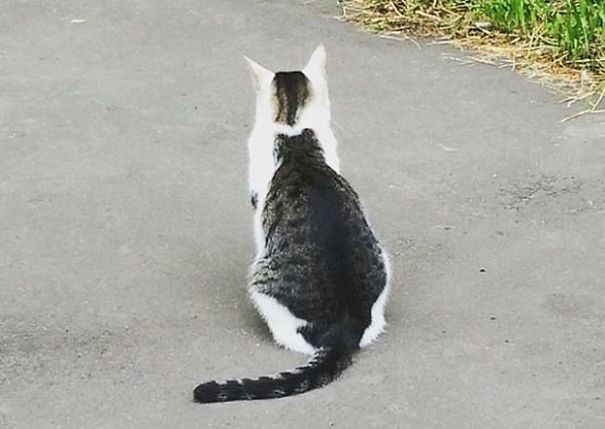 Un Chat Avec Un Chat Sur Le Dos Devient Viral Au Japon