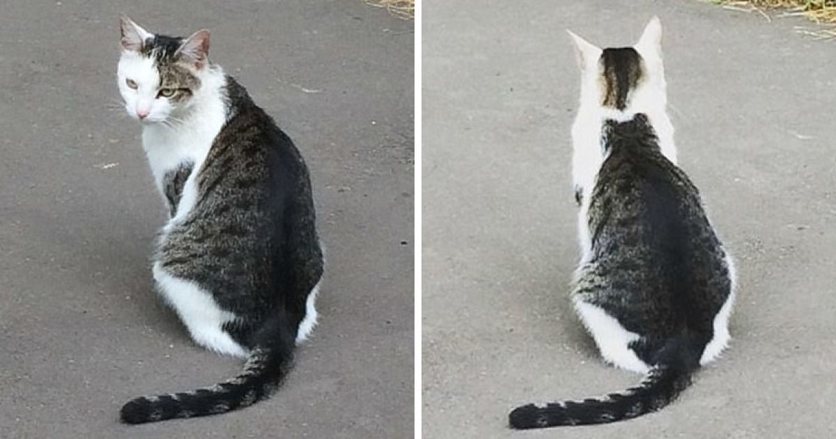 Un Chat Avec Un Chat Sur Le Dos Devient Viral Au Japon