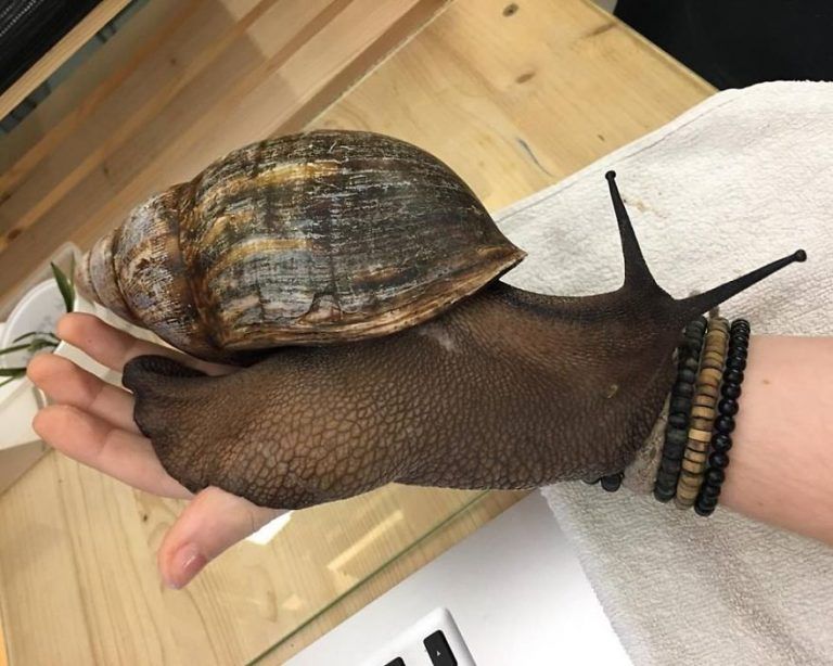 Comment Appelle T On Un éleveur D Escargot