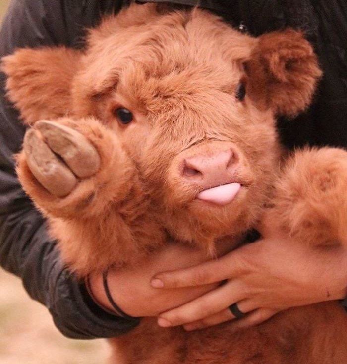 Si Vous Vous Sentez Deprime Ces Veaux Highland Cattle Vous Feront Sourire