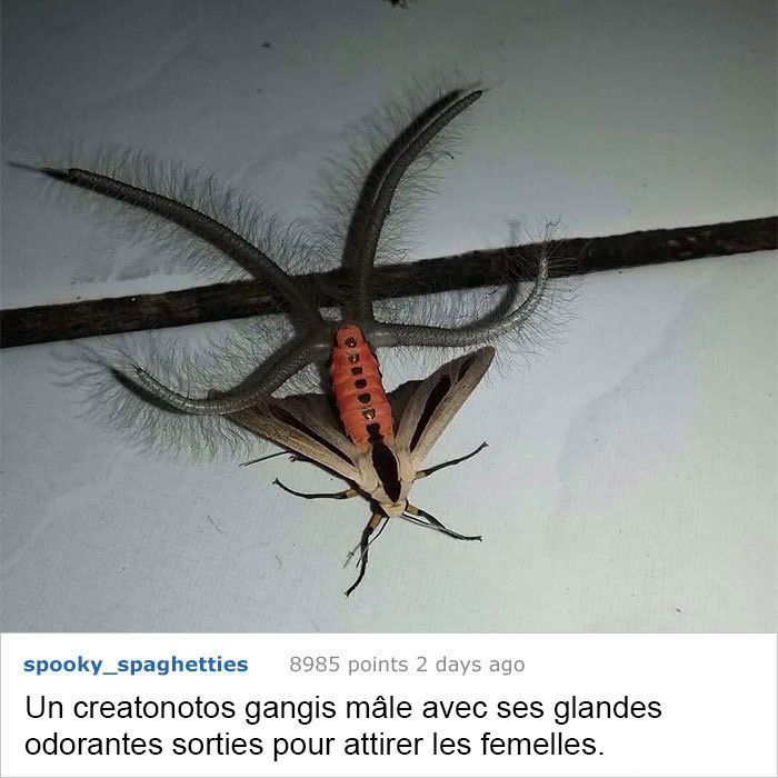 Ces fois ou les gens n'avaient aucune idée de ce qu'ils regardaient, mais Internet savait tout de suite ce que c'est Ces fois ou les gens n'avaient aucune idée de ce qu'ils regardaient, mais Internet savait tout de suite ce que c'est