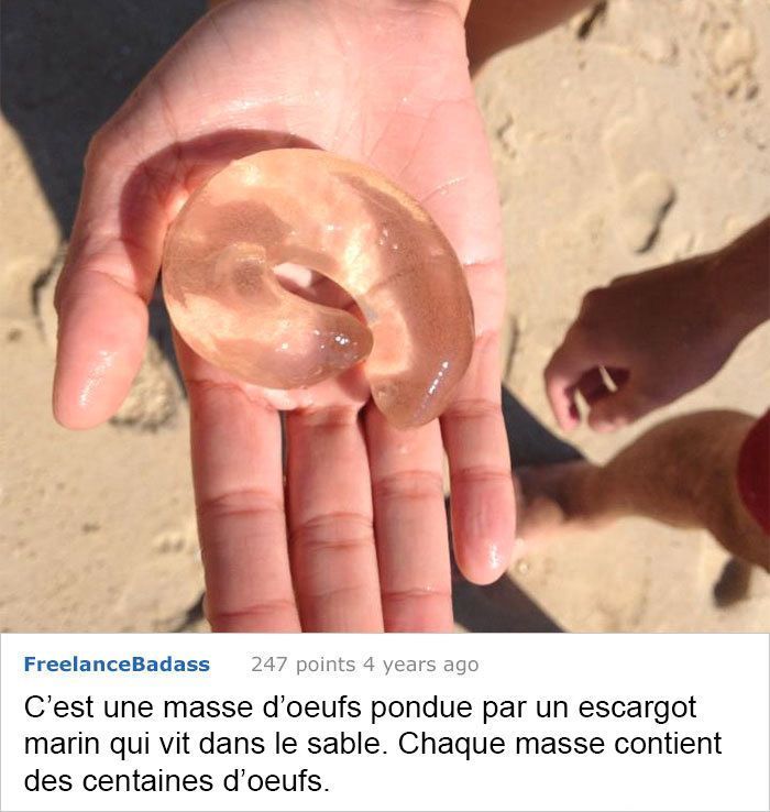 Ces fois ou les gens n'avaient aucune idée de ce qu'ils regardaient, mais Internet savait tout de suite ce que c'est Ces fois ou les gens n'avaient aucune idée de ce qu'ils regardaient, mais Internet savait tout de suite ce que c'est