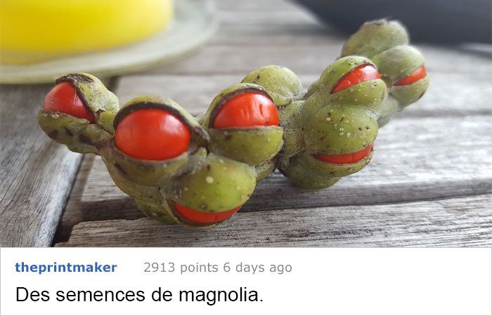 Ces fois ou les gens n'avaient aucune idée de ce qu'ils regardaient, mais Internet savait tout de suite ce que c'est Ces fois ou les gens n'avaient aucune idée de ce qu'ils regardaient, mais Internet savait tout de suite ce que c'est