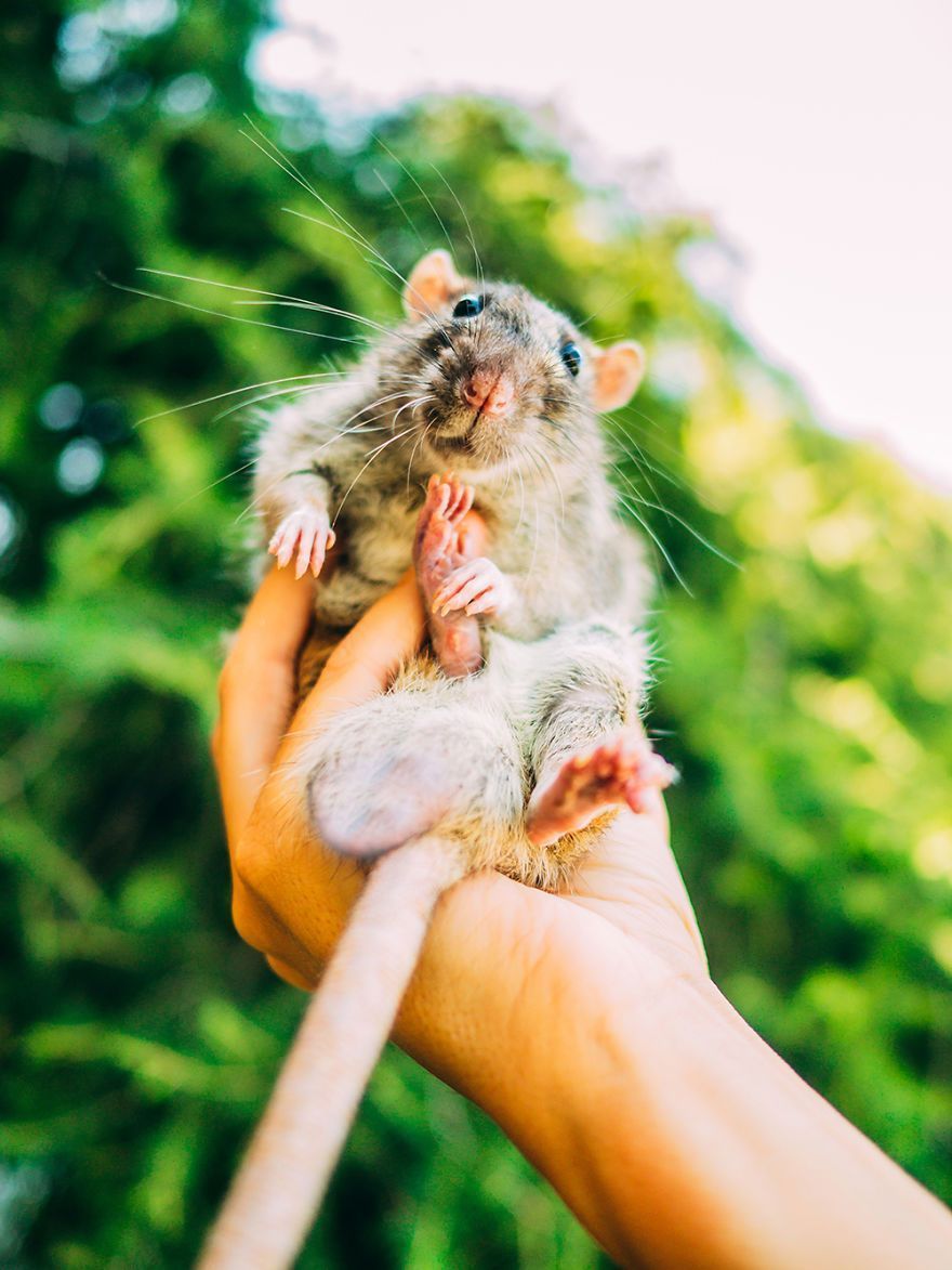 Elle photographie des rats et des souris de laboratoire qui sortent à l'extérieur pour la première fois Elle photographie des rats et des souris de laboratoire qui sortent à l'extérieur pour la première fois