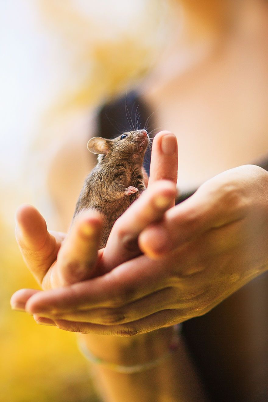 Elle photographie des rats et des souris de laboratoire qui sortent à l'extérieur pour la première fois Elle photographie des rats et des souris de laboratoire qui sortent à l'extérieur pour la première fois