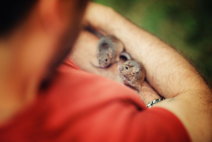 Elle photographie des rats et des souris de laboratoire qui sortent à l'extérieur pour la première fois Elle photographie des rats et des souris de laboratoire qui sortent à l'extérieur pour la première fois