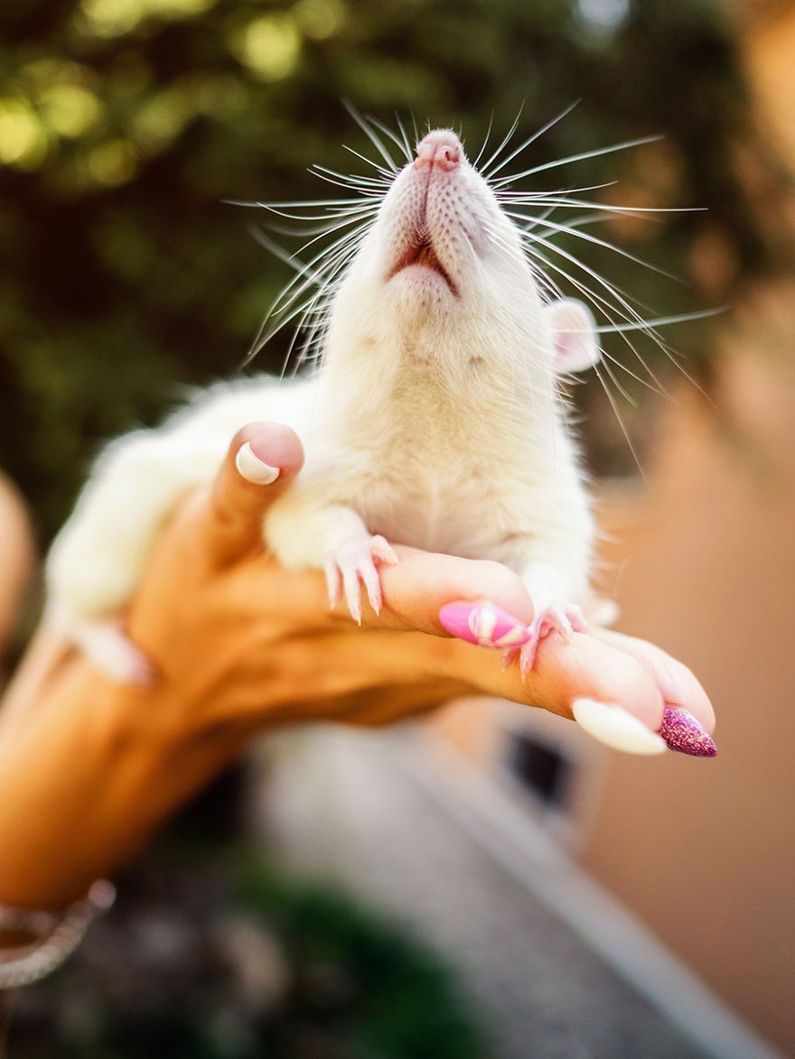 Elle photographie des rats et des souris de laboratoire qui sortent à l'extérieur pour la première fois Elle photographie des rats et des souris de laboratoire qui sortent à l'extérieur pour la première fois
