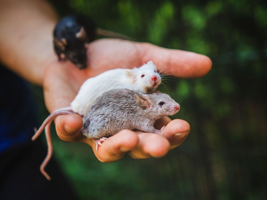 Elle photographie des rats et des souris de laboratoire qui sortent à l'extérieur pour la première fois Elle photographie des rats et des souris de laboratoire qui sortent à l'extérieur pour la première fois