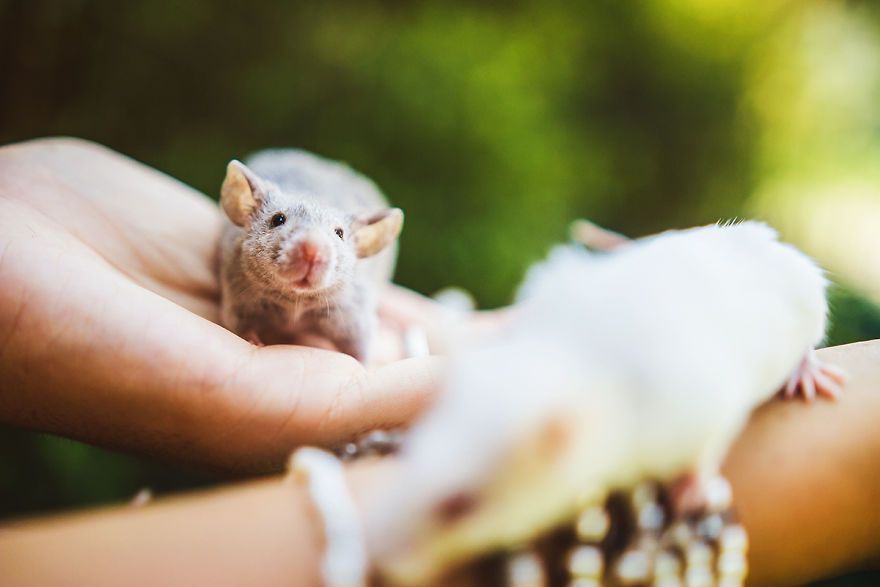 Elle photographie des rats et des souris de laboratoire qui sortent à l'extérieur pour la première fois Elle photographie des rats et des souris de laboratoire qui sortent à l'extérieur pour la première fois