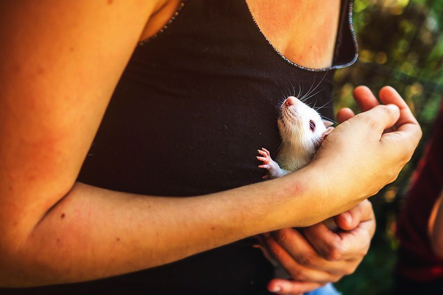 Elle photographie des rats et des souris de laboratoire qui sortent à l'extérieur pour la première fois Elle photographie des rats et des souris de laboratoire qui sortent à l'extérieur pour la première fois