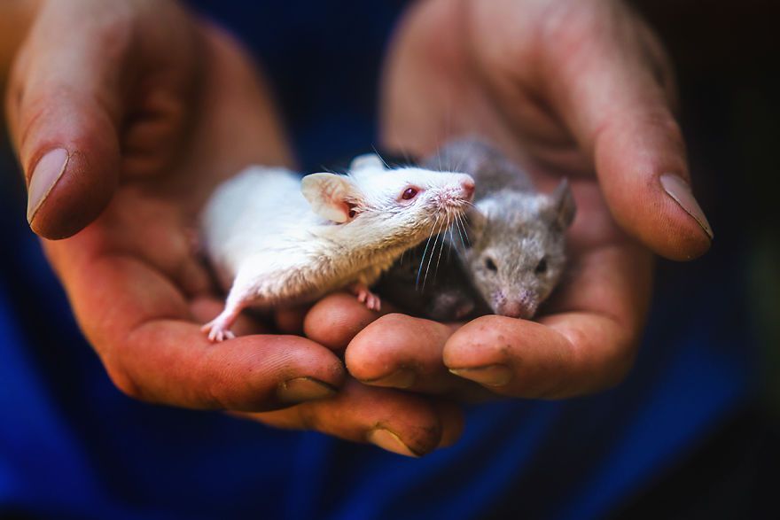 Elle photographie des rats et des souris de laboratoire qui sortent à l'extérieur pour la première fois Elle photographie des rats et des souris de laboratoire qui sortent à l'extérieur pour la première fois