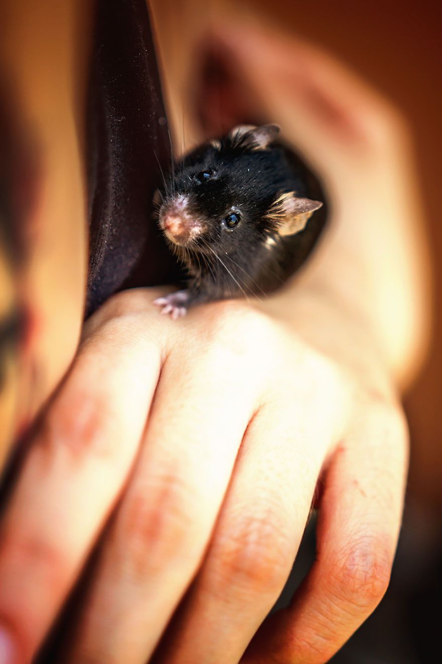 Elle photographie des rats et des souris de laboratoire qui sortent à l'extérieur pour la première fois Elle photographie des rats et des souris de laboratoire qui sortent à l'extérieur pour la première fois