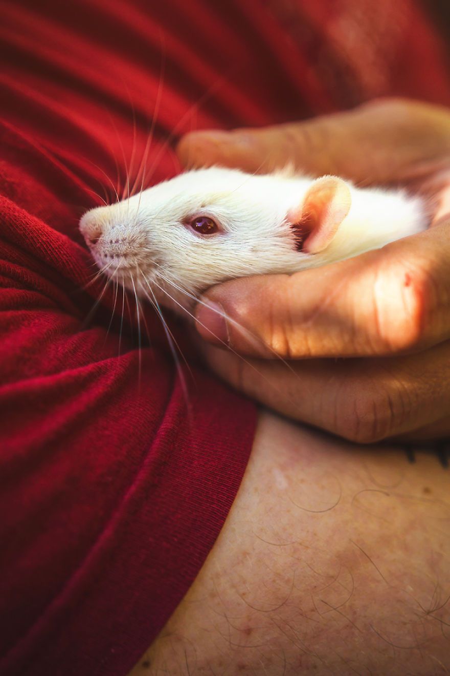 Elle photographie des rats et des souris de laboratoire qui sortent à l'extérieur pour la première fois Elle photographie des rats et des souris de laboratoire qui sortent à l'extérieur pour la première fois