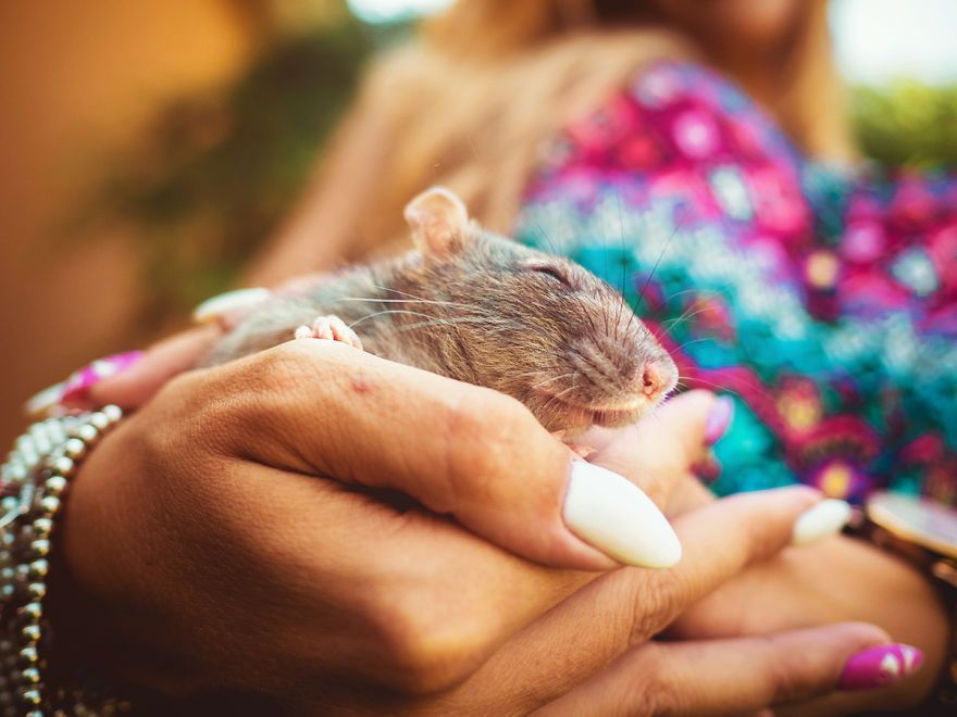 Elle photographie des rats et des souris de laboratoire qui sortent à l'extérieur pour la première fois Elle photographie des rats et des souris de laboratoire qui sortent à l'extérieur pour la première fois