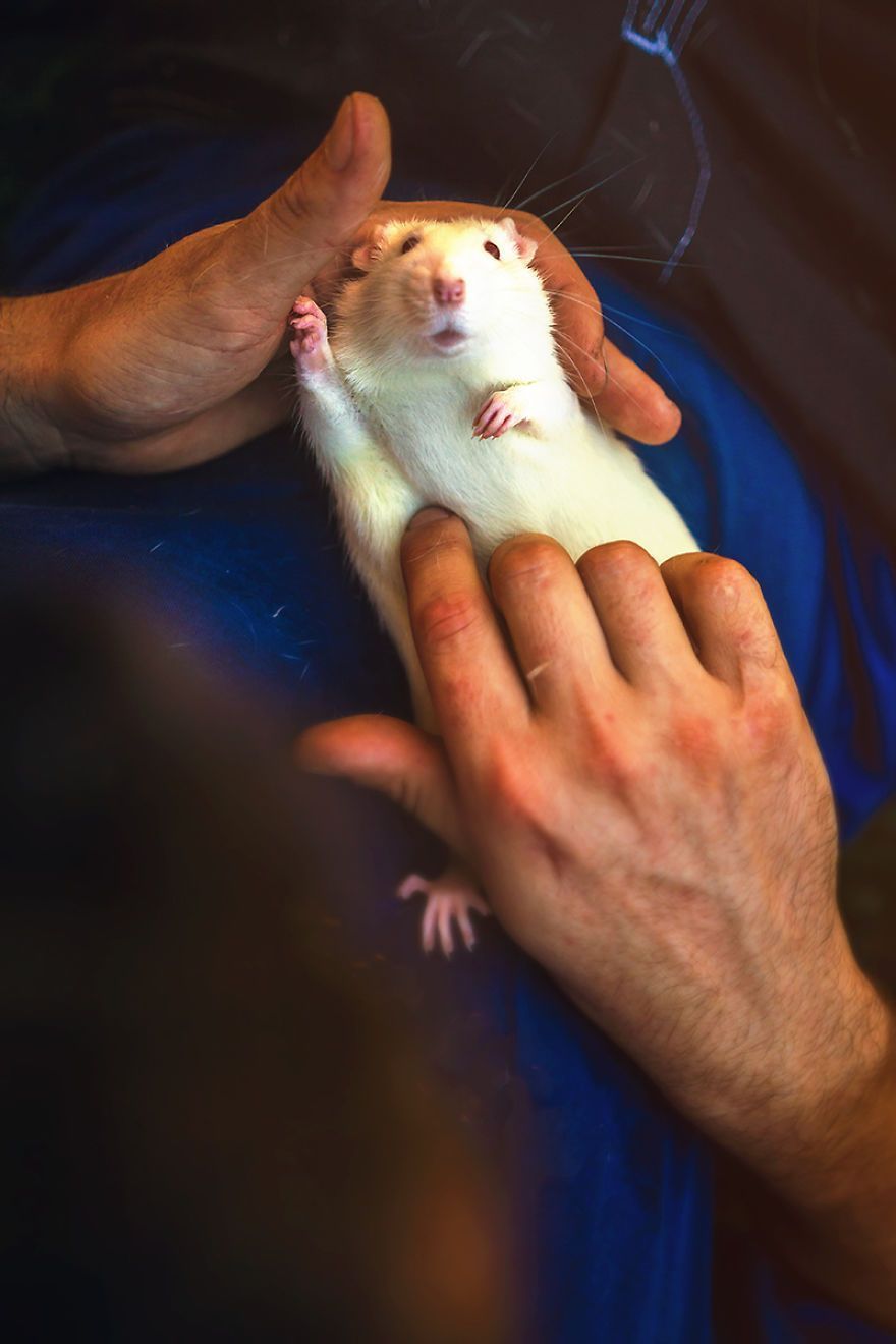 Elle photographie des rats et des souris de laboratoire qui sortent à l'extérieur pour la première fois Elle photographie des rats et des souris de laboratoire qui sortent à l'extérieur pour la première fois