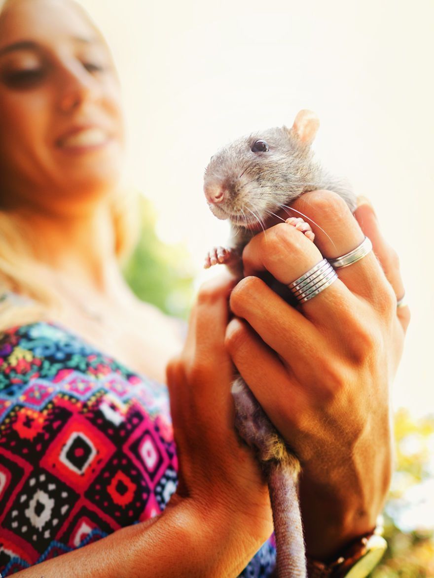 Elle photographie des rats et des souris de laboratoire qui sortent à l'extérieur pour la première fois Elle photographie des rats et des souris de laboratoire qui sortent à l'extérieur pour la première fois