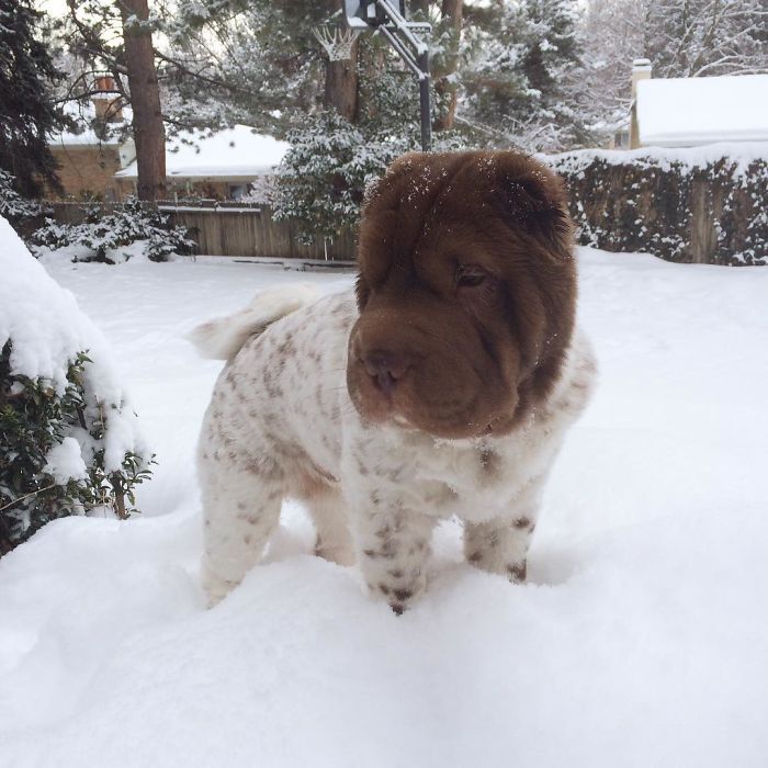 Ce Shar Pei Ressemble à Un Mélange Dours Et De Chien