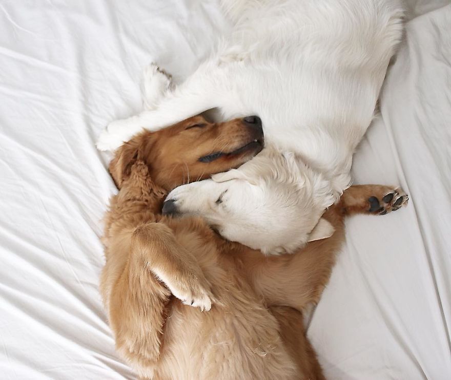 Rencontrer Trois Meilleurs Amis Deux Chiens Et Un Chat Qui