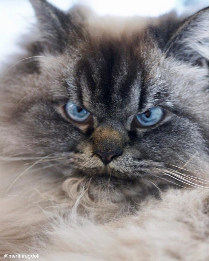 Merlin Ragdoll Cat Meet Merlin The Worlds Angriest Cat Who Has Had Enough