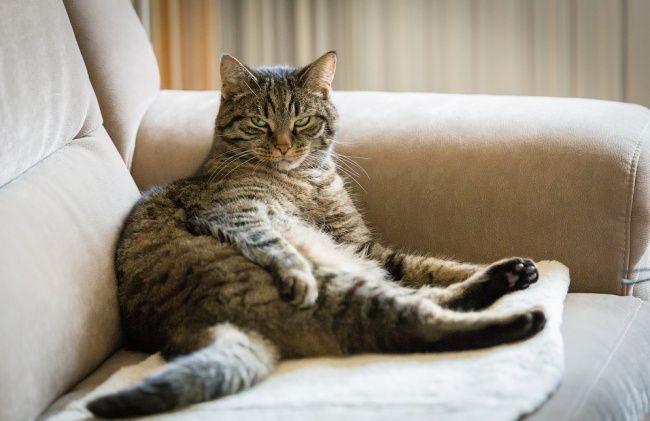 20 Découvertes que vous faites lorsque vous avez un chat