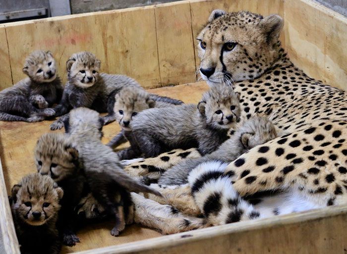 Cette Super Maman Vient De Donner Naissance A Un Nombre Record De Bebe Leurs Photos Sont