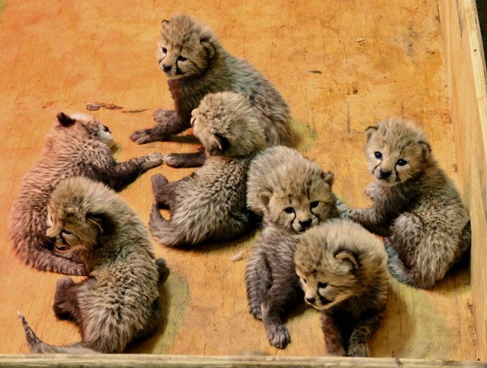 Cette super maman vient de donner naissance à un nombre record de bébé, leurs photos sont trop mignonnes Cette super maman vient de donner naissance à un nombre record de bébé, leurs photos sont trop mignonnes