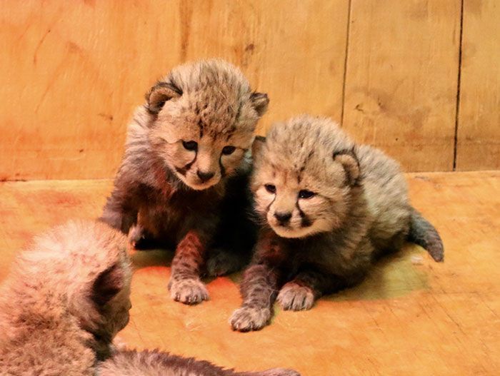 Cette super maman vient de donner naissance à un nombre record de bébé, leurs photos sont trop mignonnes Cette super maman vient de donner naissance à un nombre record de bébé, leurs photos sont trop mignonnes