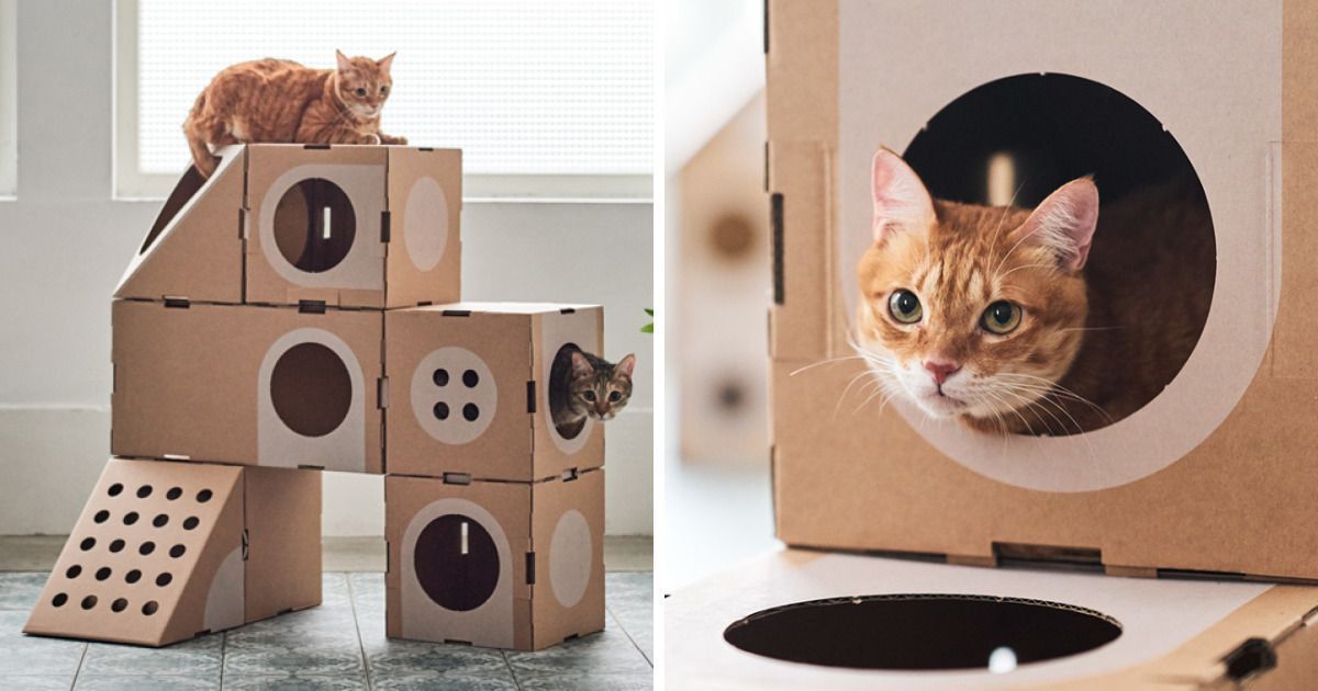 Boite En Carton Pour Chat Action Un couple d'architectes transforme des boîtes en carton en un fort