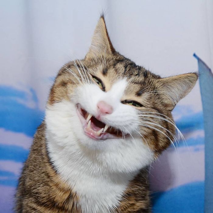 Ce Chat Prend Internet D Assaut Avec Ses Expressions Faciales Hilarantes Malgre Son Probleme