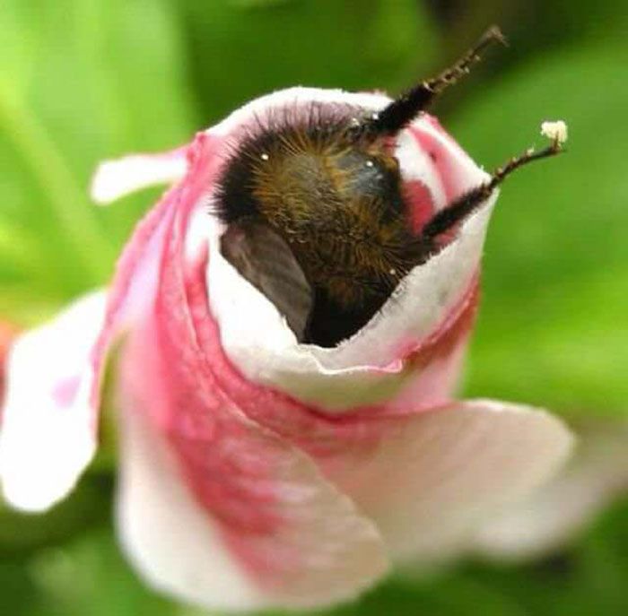 Quelqu'un a remarqué à quel point les fesses de bourdons sont mignonnes. Quelqu'un a remarqué à quel point les fesses de bourdons sont mignonnes.