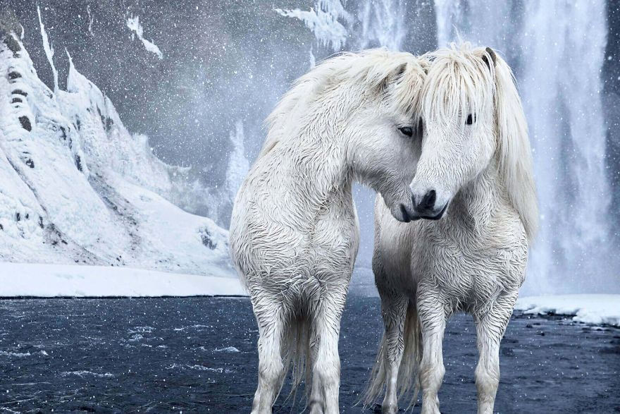 Images fÃ©eriques de chevaux vivant dans des conditions extrÃªmes en Islande.