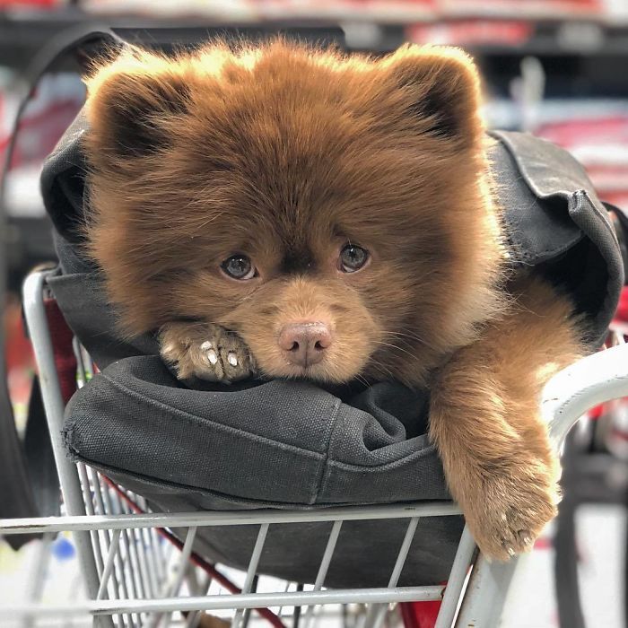 Un éleveur abandonne ce poméranien de 5 mois parce qu'il était Un éleveur abandonne ce poméranien de 5 mois parce qu'il était