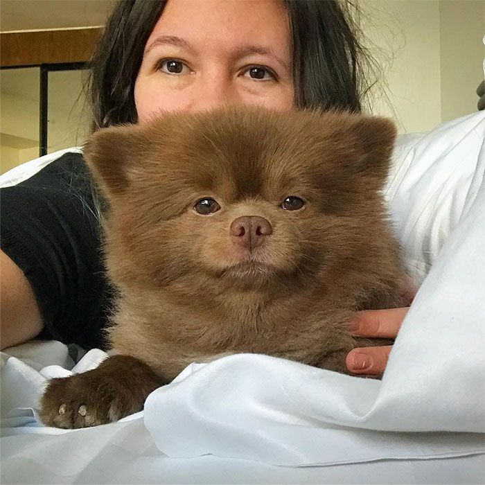 Un éleveur abandonne ce poméranien de 5 mois parce qu'il était Un éleveur abandonne ce poméranien de 5 mois parce qu'il était