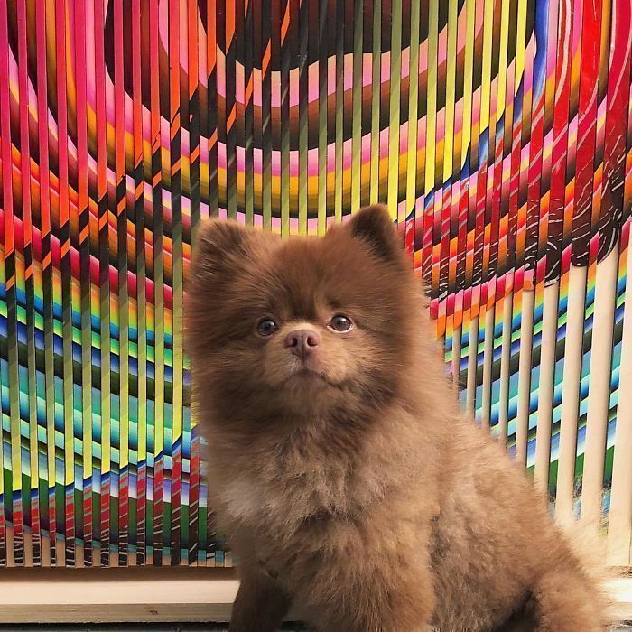 Un éleveur abandonne ce poméranien de 5 mois parce qu'il était Un éleveur abandonne ce poméranien de 5 mois parce qu'il était