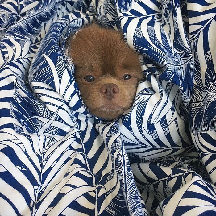 Un éleveur abandonne ce poméranien de 5 mois parce qu'il était Un éleveur abandonne ce poméranien de 5 mois parce qu'il était