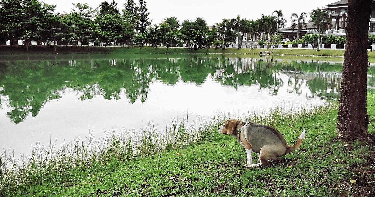 Chien Qui Se Roule Dans Le Caca Le calendrier 2019 des chiens qui font caca est là