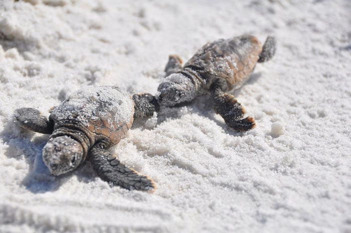 Les tortues reviennent à Indian Beach pour la première fois en 20 ans après le plus grand nettoyage du monde. Les tortues reviennent à Indian Beach pour la première fois en 20 ans après le plus grand nettoyage du monde.