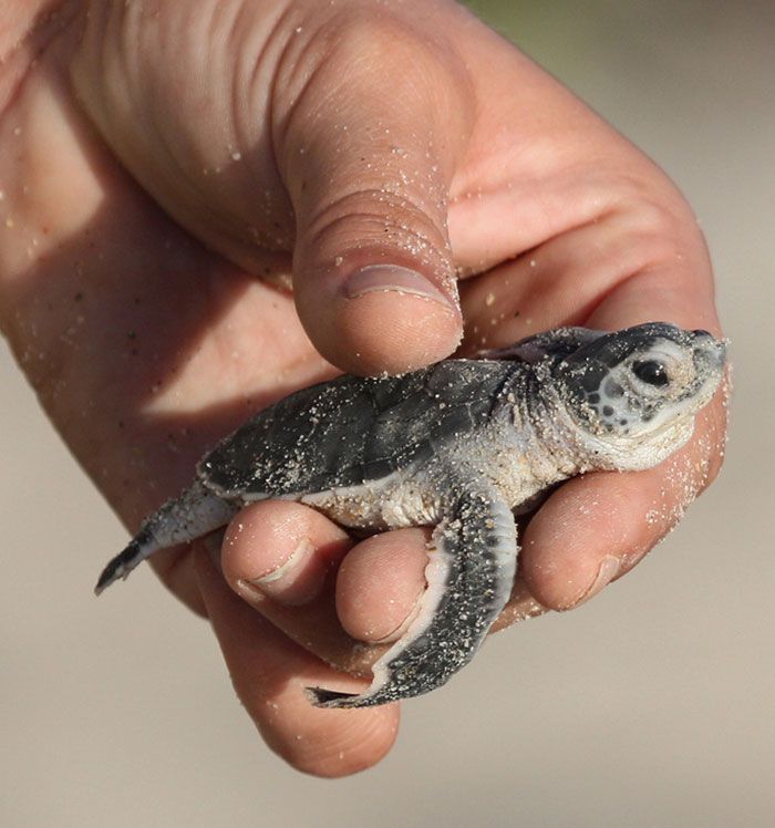 Les tortues reviennent à Indian Beach pour la première fois en 20 ans après le plus grand nettoyage du monde. Les tortues reviennent à Indian Beach pour la première fois en 20 ans après le plus grand nettoyage du monde.