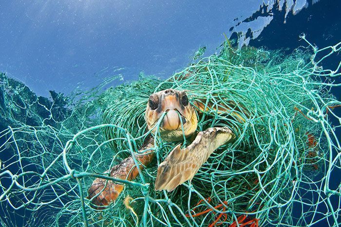 Les tortues reviennent à Indian Beach pour la première fois en 20 ans après le plus grand nettoyage du monde. Les tortues reviennent à Indian Beach pour la première fois en 20 ans après le plus grand nettoyage du monde.