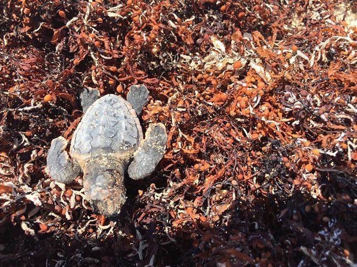 Les tortues reviennent à Indian Beach pour la première fois en 20 ans après le plus grand nettoyage du monde. Les tortues reviennent à Indian Beach pour la première fois en 20 ans après le plus grand nettoyage du monde.