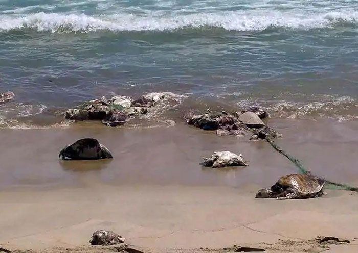 Les tortues reviennent à Indian Beach pour la première fois en 20 ans après le plus grand nettoyage du monde. Les tortues reviennent à Indian Beach pour la première fois en 20 ans après le plus grand nettoyage du monde.